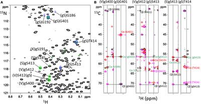 Direct Crosstalk Between O-GlcNAcylation and Phosphorylation of Tau Protein Investigated by <mark class="highlighted">NMR Spectroscopy</mark>
